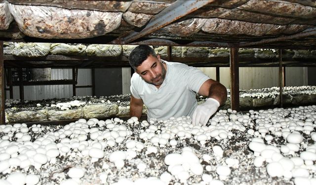 Batmanlı girişimci yılda 600 ton kültür mantarı üretiyor
