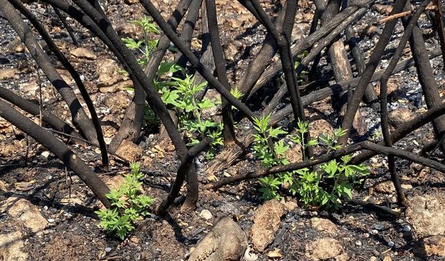 'Yanan yerlere badem, zeytin, ceviz dikme fikri, bilimsel gerçeklikten uzak'