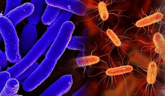 Bilim insanları bugüne kadarki en sentetik canlıyı oluşturdu
