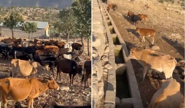 Derecik'te su kanalı başında çaresiz bekleyiş