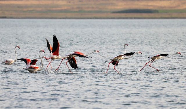 Flamingolar Van Gölü'ne renk katıyor