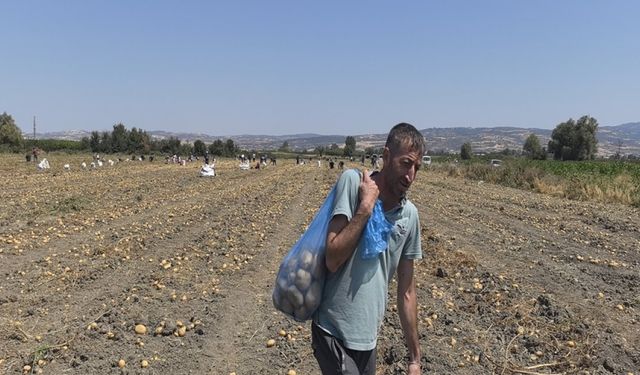 Zarar eden çiftçi patatesleri halka dağıttı