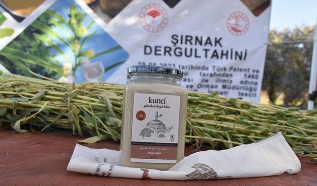 Şırnak'ta susam üretim alanı arttı