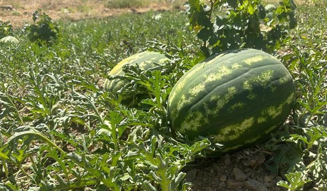 Hakkari'de TAKE projesi meyve verdi