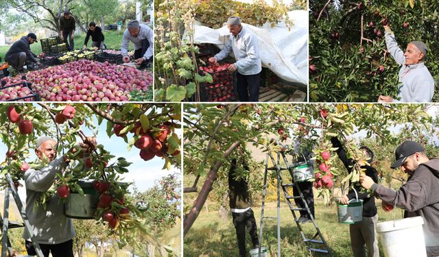 Hakkari'nin ilk elma bahçesinde 50 yıllık bereket