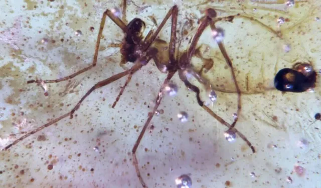 112 milyon yıllık örümcek ağı bulundu