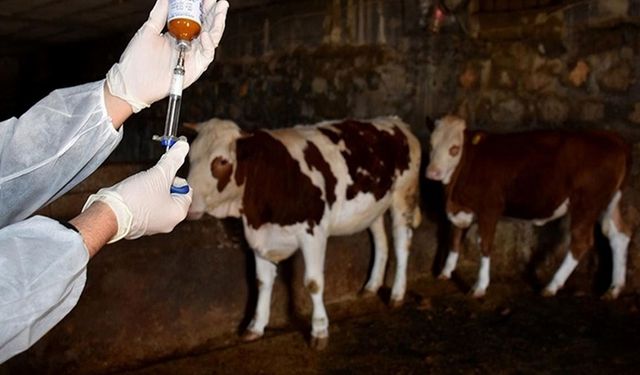 18 köy ve 4 mahallede şap karantinası