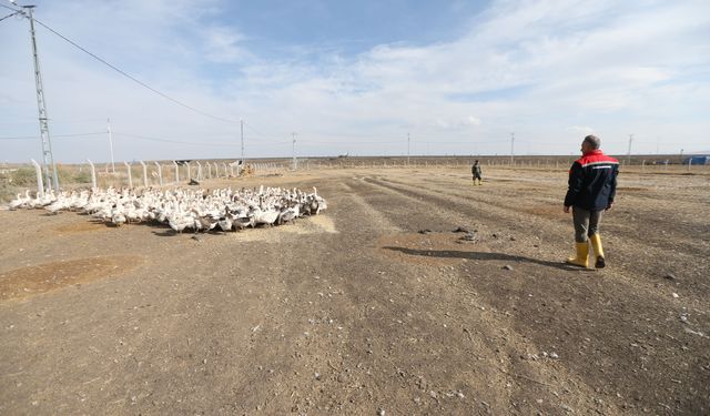 Kars'ta yılda yaklaşık 2,5 milyon kaz yetiştiriliyor