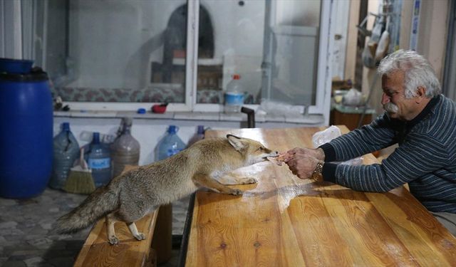 'Merdo' adını verdiği tilkiyi elleriyle besliyor