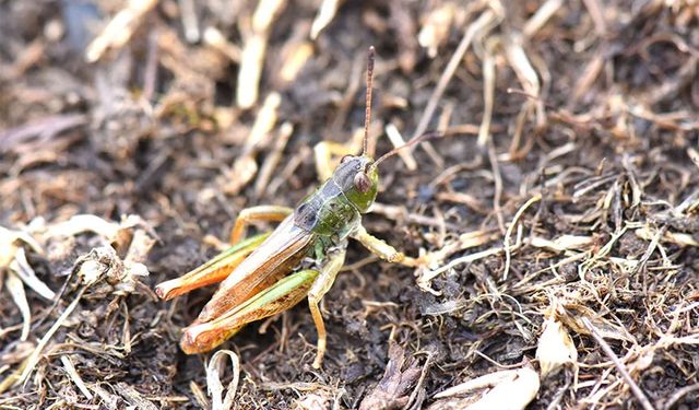 Hakkari'den bilim dünyasına yeni bir katkı