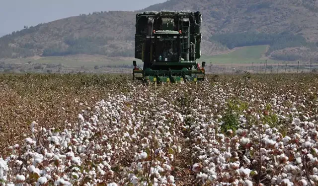 Gaziantep’te pamuk hasadı hasat başladı
