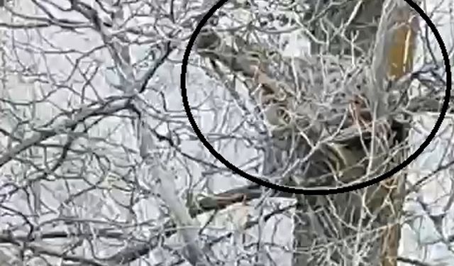 Nesli tehlike altında olan vaşak, ağaçta görüntülendi