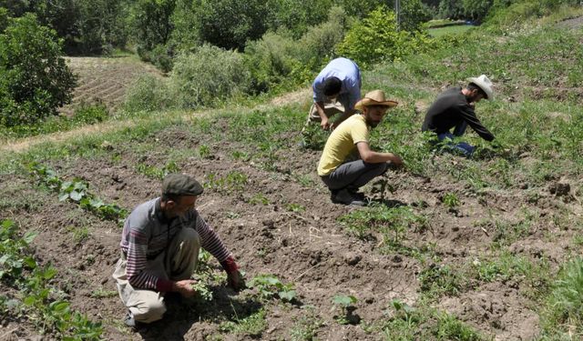 Hakkarili çiftçilere uyarı!  başvurularda son günler!