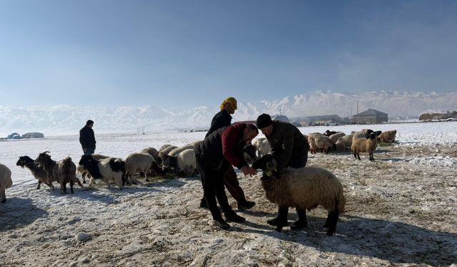 Hakkari’de hayvan sağlığı çalışmaları sürüyor