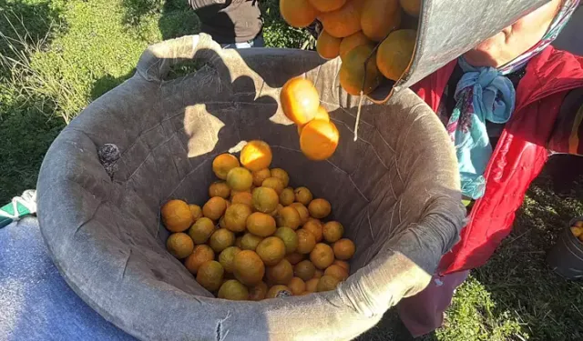 Bodrum mandalinası bahçede 15, markette 100 lira