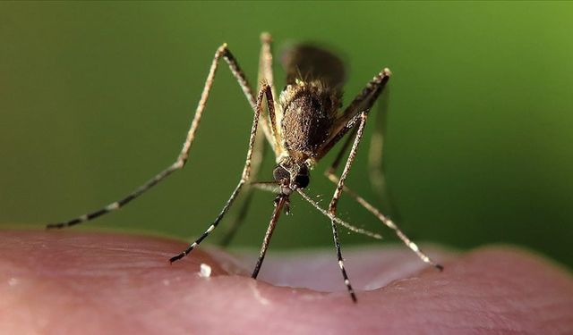 İklim krizi hayvan kaynaklı hastalıkları tetikliyor