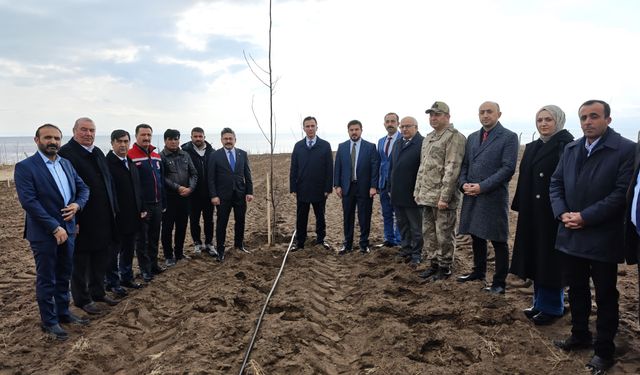 Çiftçilere 12 bin sertifikalı ceviz fidanı dağıtımı başladı