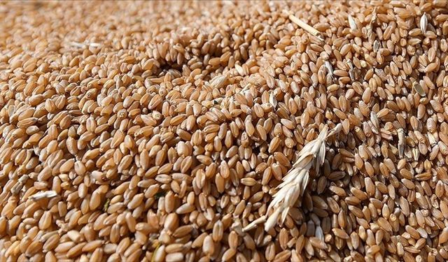 Tahıl artışı gıda fiyat baskısını azaltacak