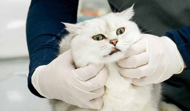 Veteriner Enstitülerine 21 yeni laboratuvar