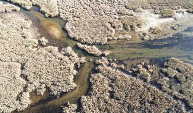 Yağışlarla canlanan Bafa Gölü’nde hayat yeniden yeşerdi
