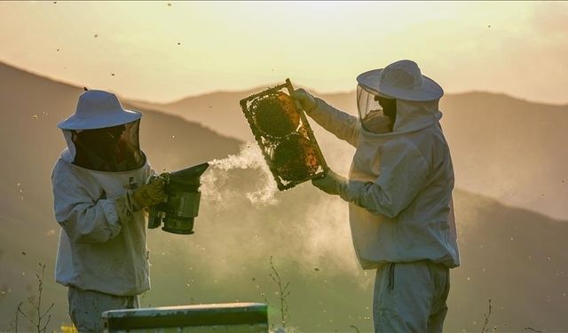 Soğuklar arı kayıplarını artırdı