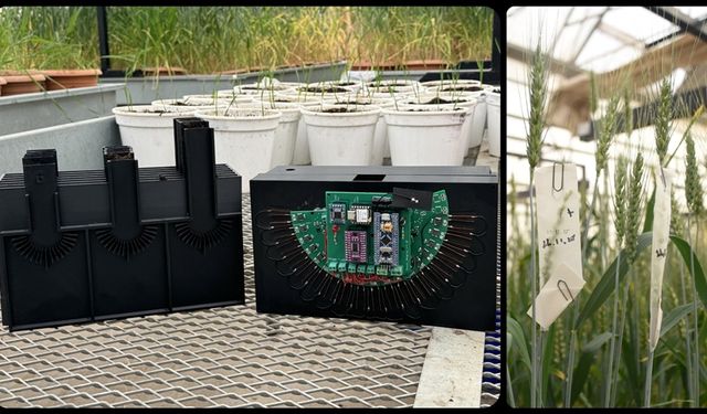 Üniversiteden buğday kökü ölçen cihaz