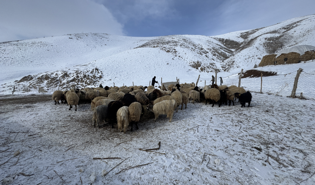 Hakkari’de kar ve soğukta hayvancılık mücadelesi