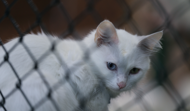 Van kedilerinin nesli büyüyor: 120 yavru dünyaya geldi