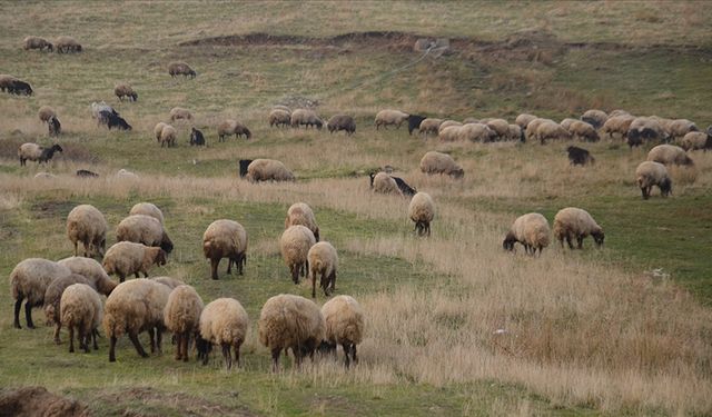 Halk elinde ıslah projelerine dev destek: 2,7 milyar TL
