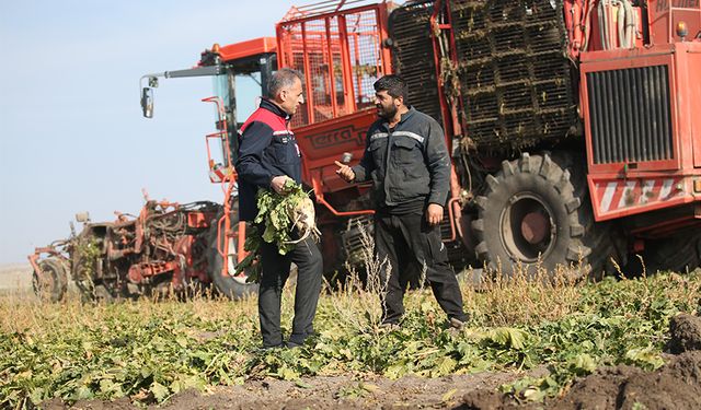 Kars'ta 94 bin ton pancar şekere dönüştürüldü