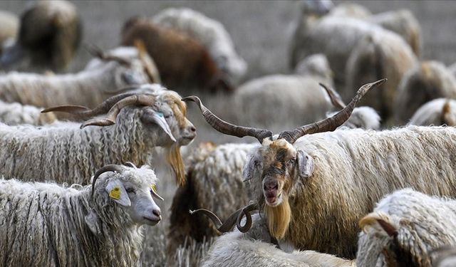 Tiftiğin ekonomiye kazandırılması için destek hamlesi