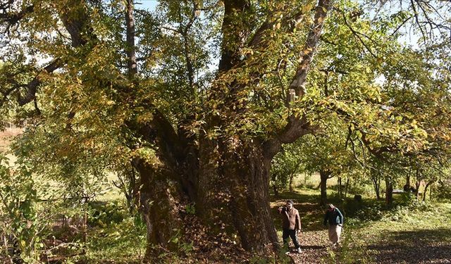 10 bin 503 anıt ağaç koruma altında