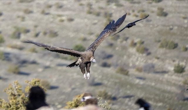 Bolu istasyonunda akbaba izleri takip ediliyor