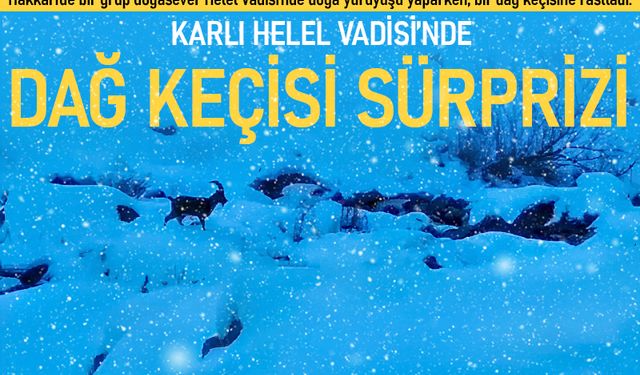 Karlı Helel Vadisi’nde dağ keçisi sürprizi