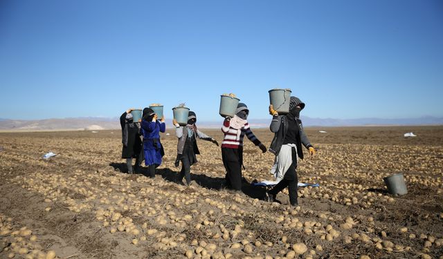 Bitlis'te 'sarı altın' hasadı başladı