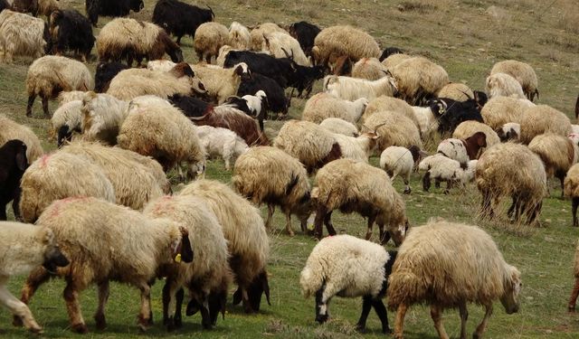 Yüz binlerce koyun ve keçi itlaf edildi