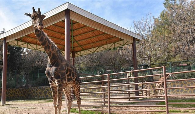 Doğal Yaşam Parkı'nın simgelerinden zürafa "Şakir" öldü