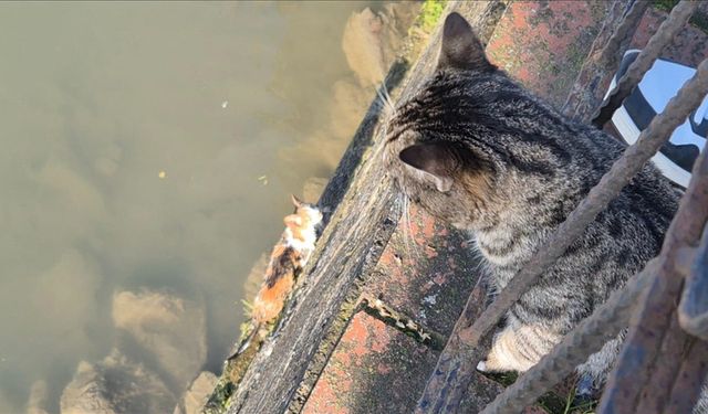 Anne kedi, çaya düşen yavrusu için yardım bekledi