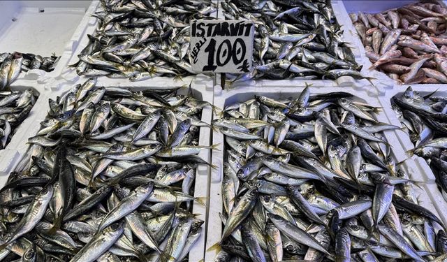 Trabzon’da hamsi ve istavrit 100 lira