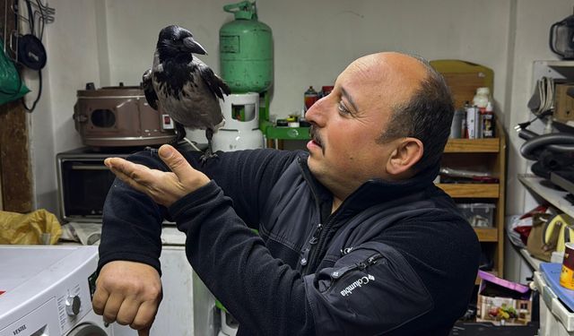 Tedavi ettirdiği karga, iş yerinde yanından ayrılmıyor