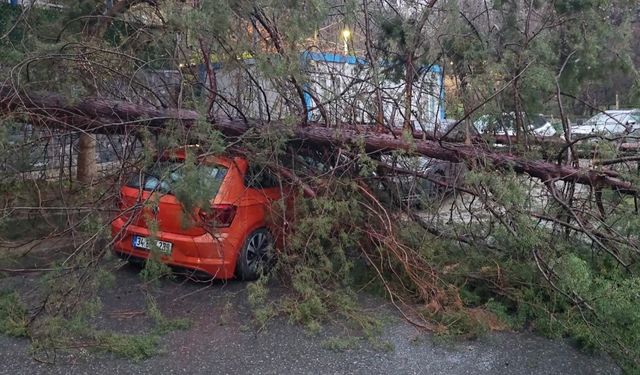Kadıköy’de ağaç otomobilin üzerine devrildi