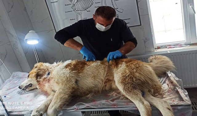 Hakkari’de kurt saldırısı: Çoban köpeği yoğun bakımda