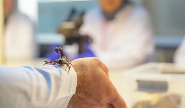 Hibe edilen akrepler araştırmalarda kullanılacak