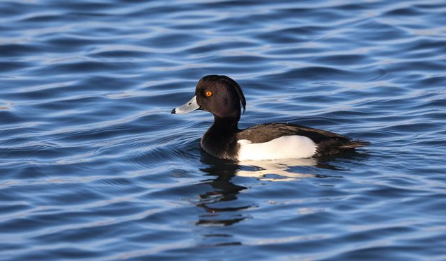 Ağrı Dağı’nda nadir 3 kuş türü görüntülendi
