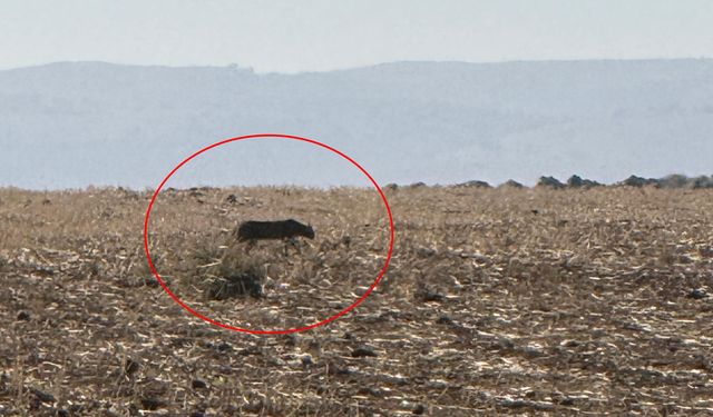 Anadolu parsı yeniden ortaya çıktı