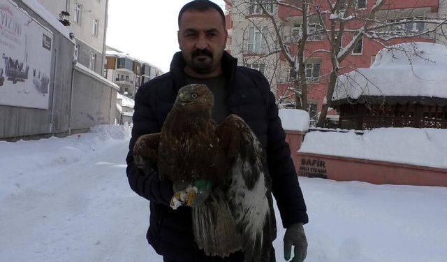 Kızıl şahini donmaktan kurtardılar