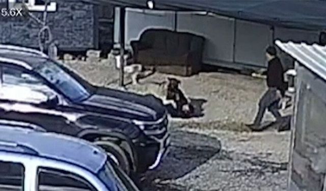 Beslediği köpeğin saldırısına uğradı