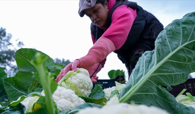 Destek ödemeleri bugün hesaplarda