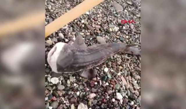 Amatör balıkçıların oltasını yavru köpek balığı takıldı