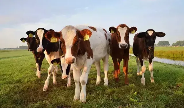 TÜİK: Büyükbaş sayısı yüzde 4,3, küçükbaş yüzde 5,4 arttı